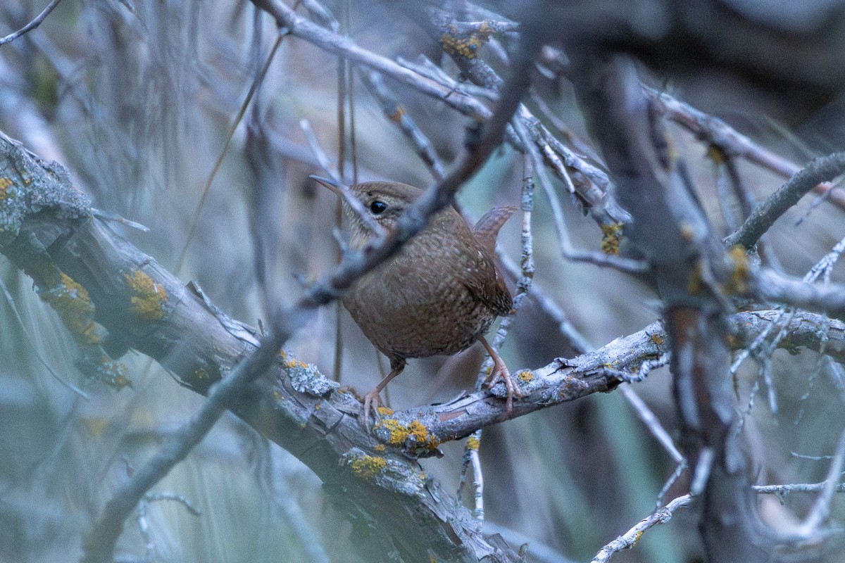 Winter Wren - ML647002711