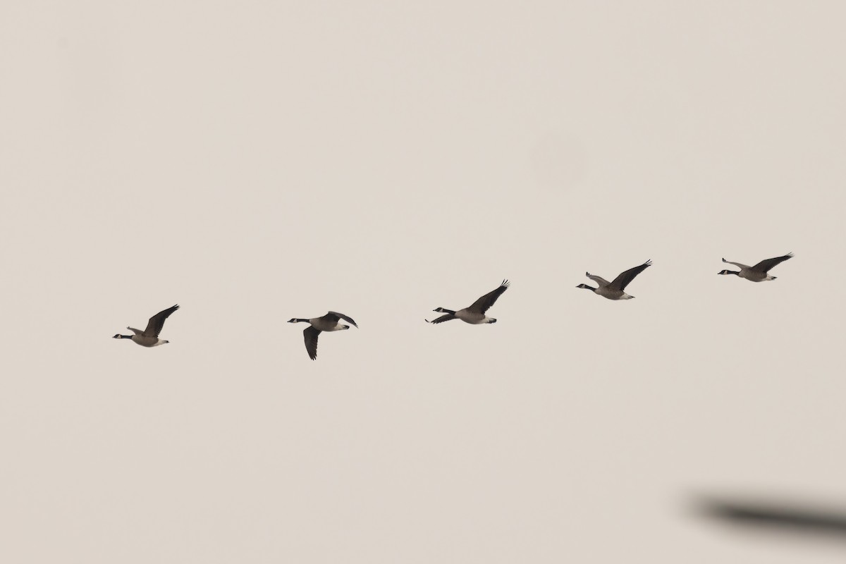 Казарка мала/канадська - ML647002712