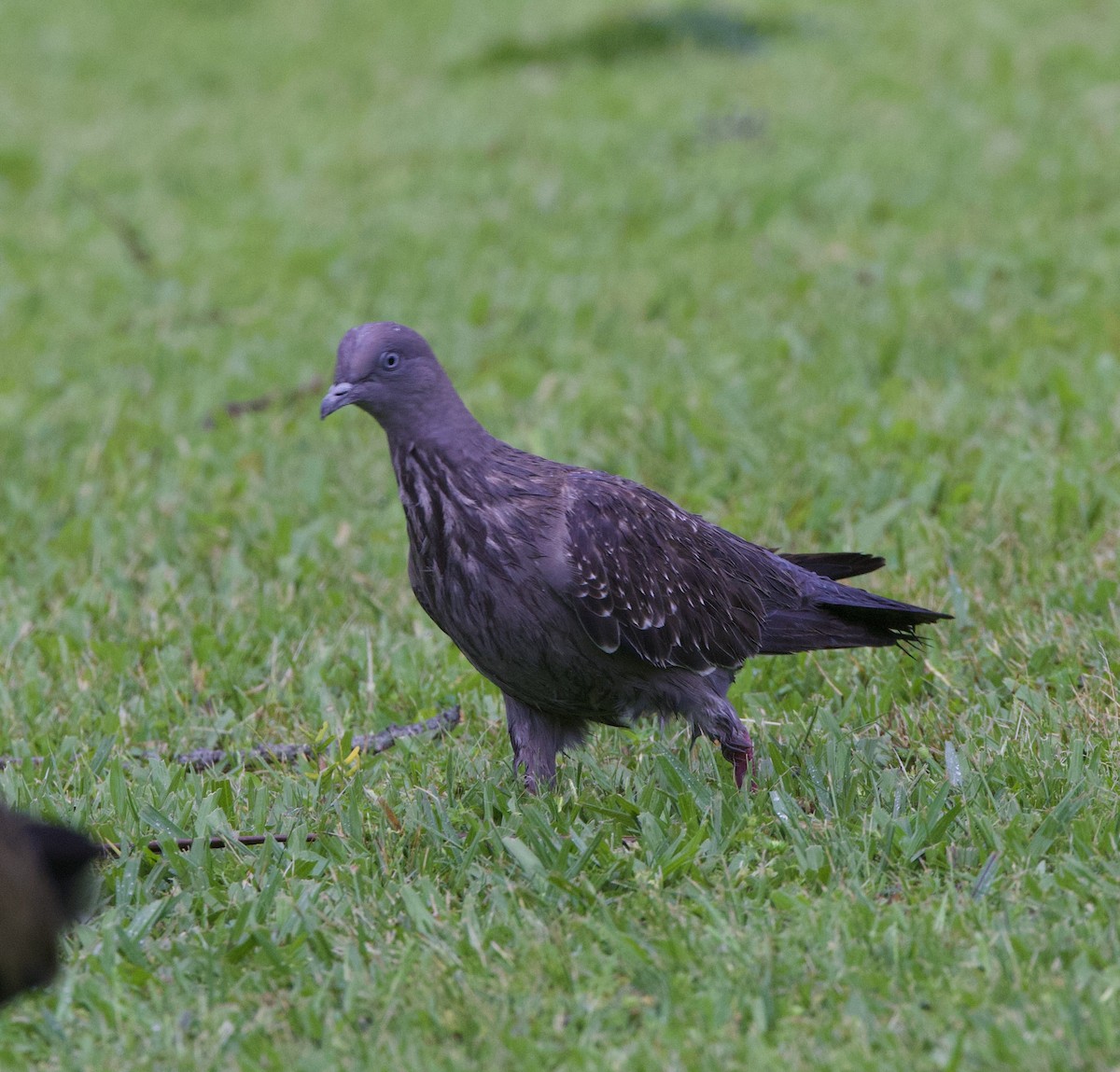 Benekli Güvercin - ML647002713