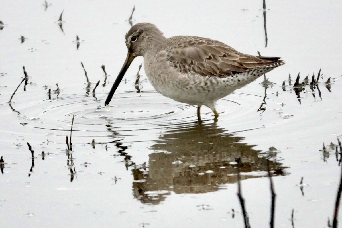 長嘴半蹼鷸 - ML647002717