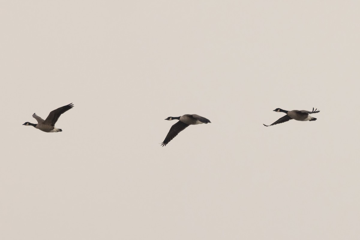 Казарка мала/канадська - ML647002722