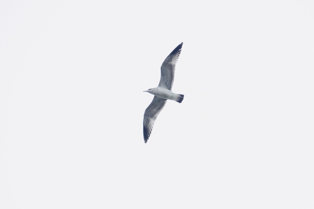 California Gull - ML647002727