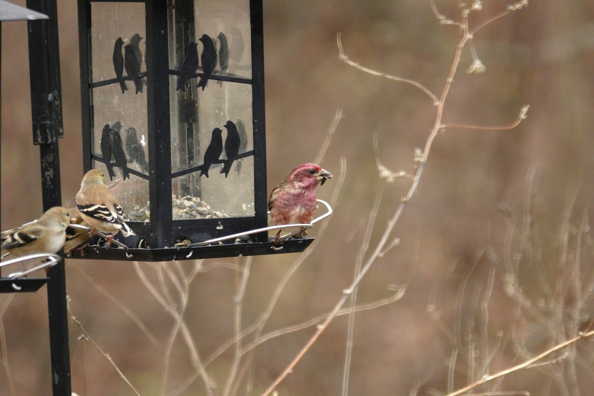 ムラサキマシコ - ML647002728