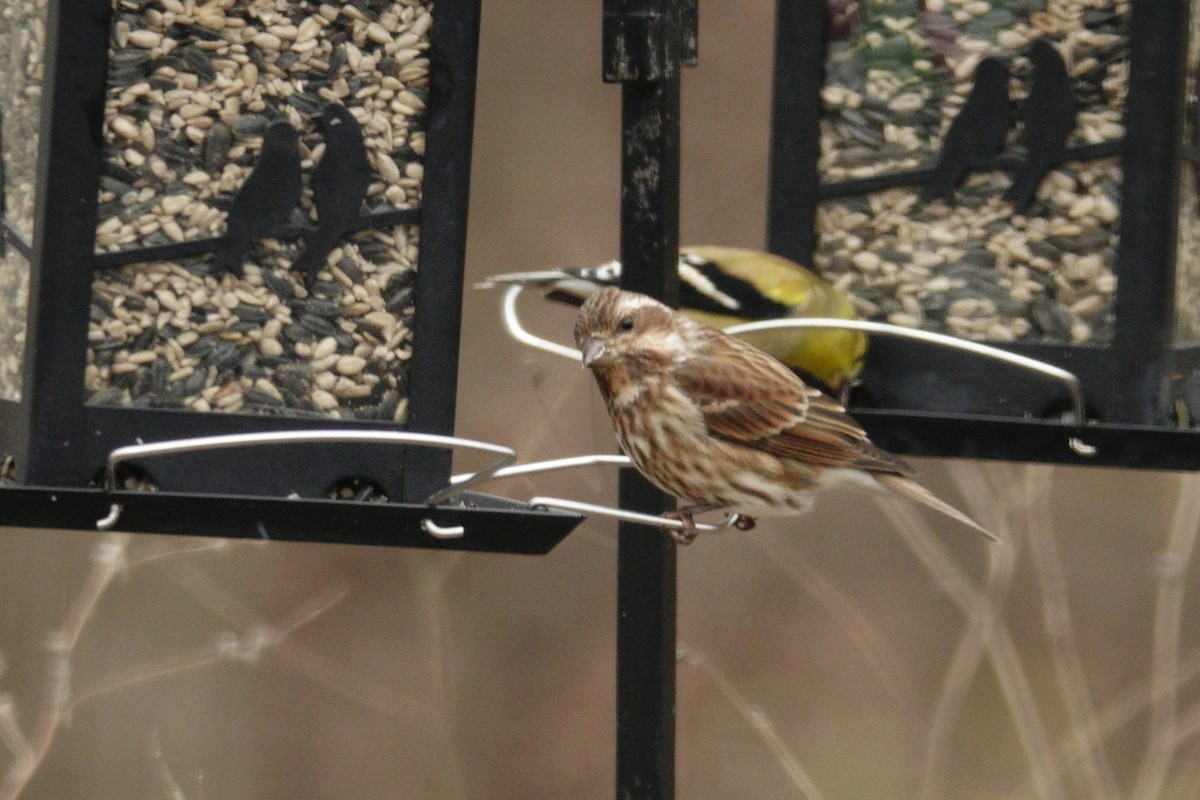 ムラサキマシコ - ML647002729