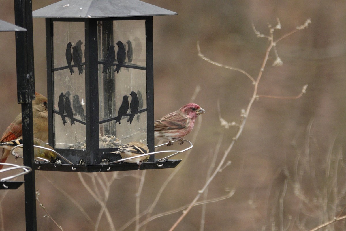 ムラサキマシコ - ML647002730