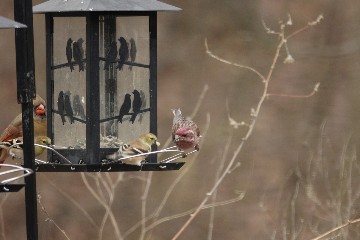 ムラサキマシコ - ML647002731