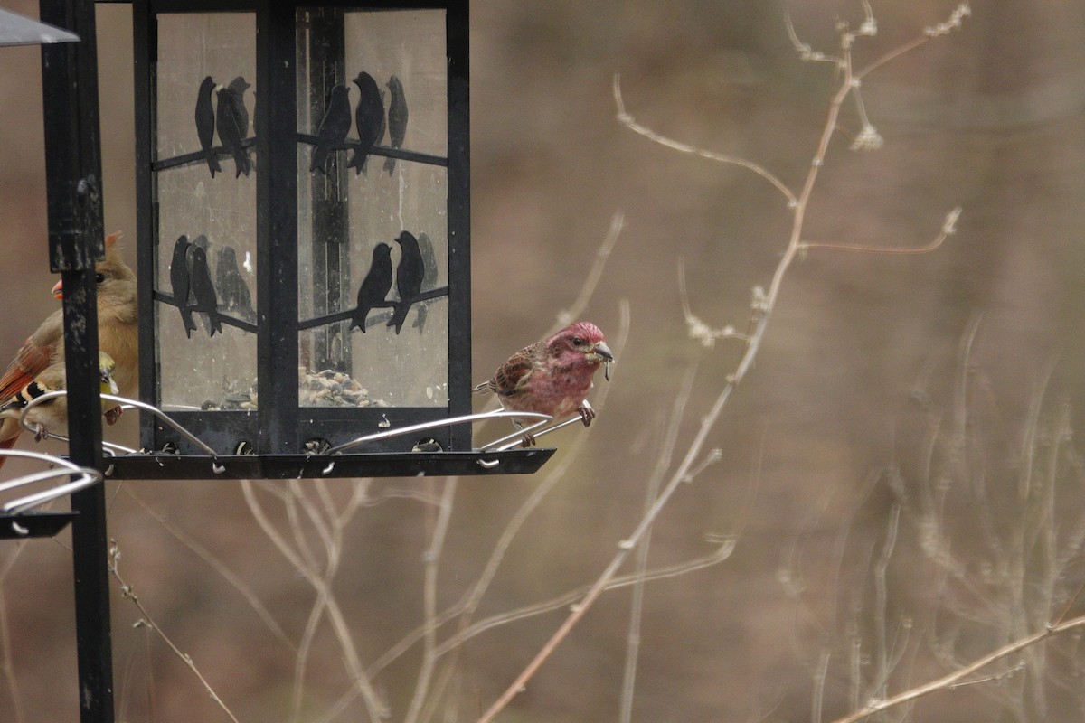 ムラサキマシコ - ML647002732