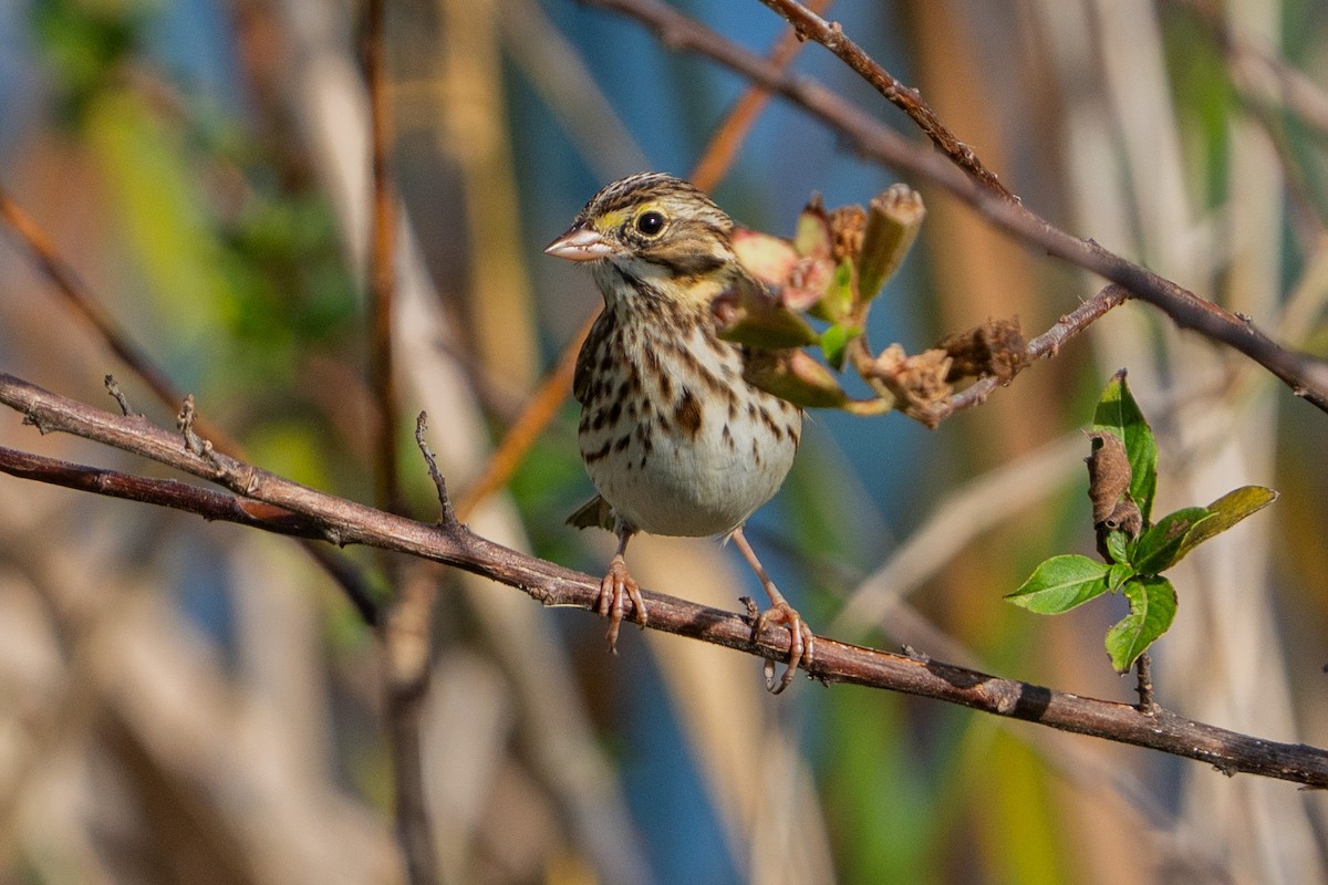 Savannah Sparrow - ML647002736