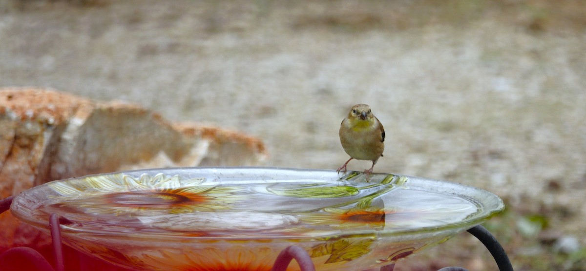 オウゴンヒワ - ML647002740