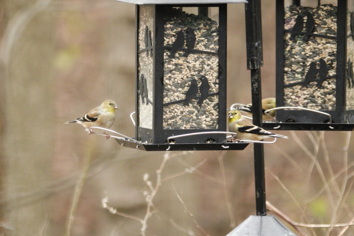 オウゴンヒワ - ML647002741