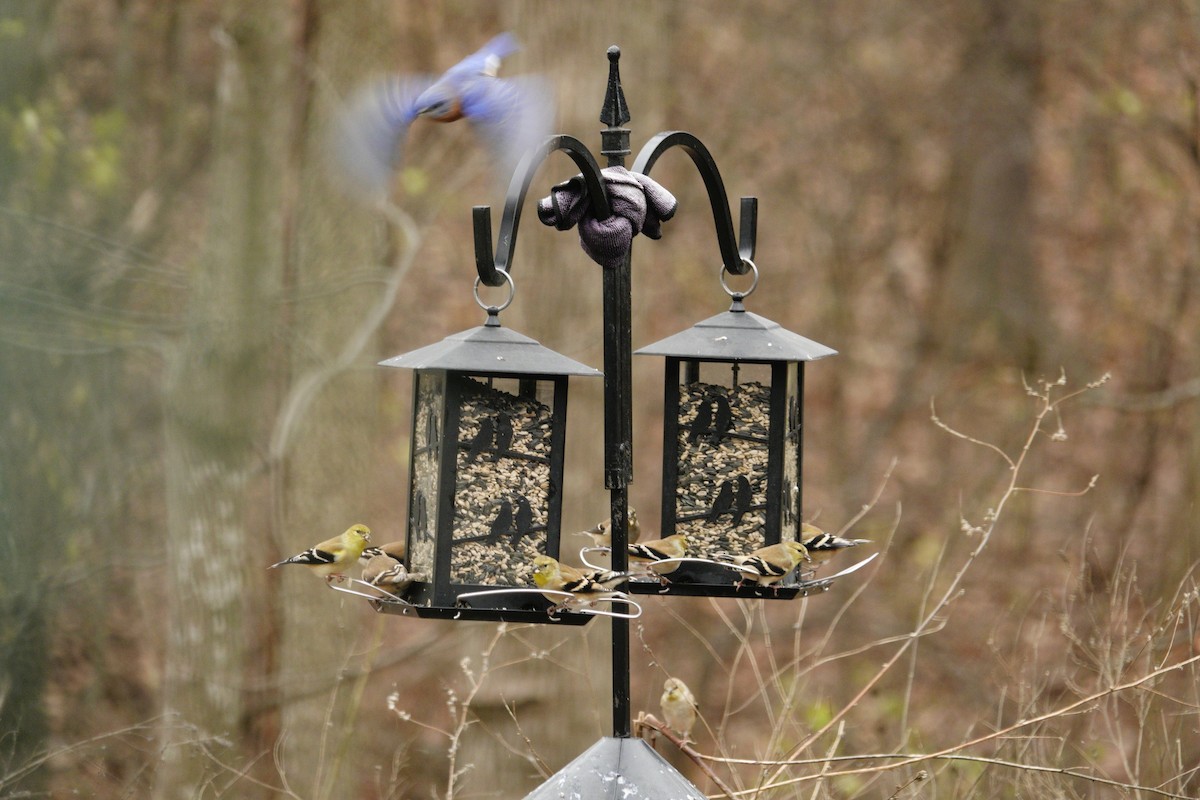 オウゴンヒワ - ML647002742