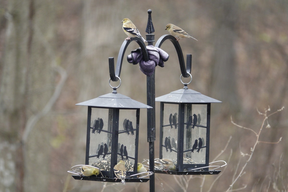 オウゴンヒワ - ML647002743