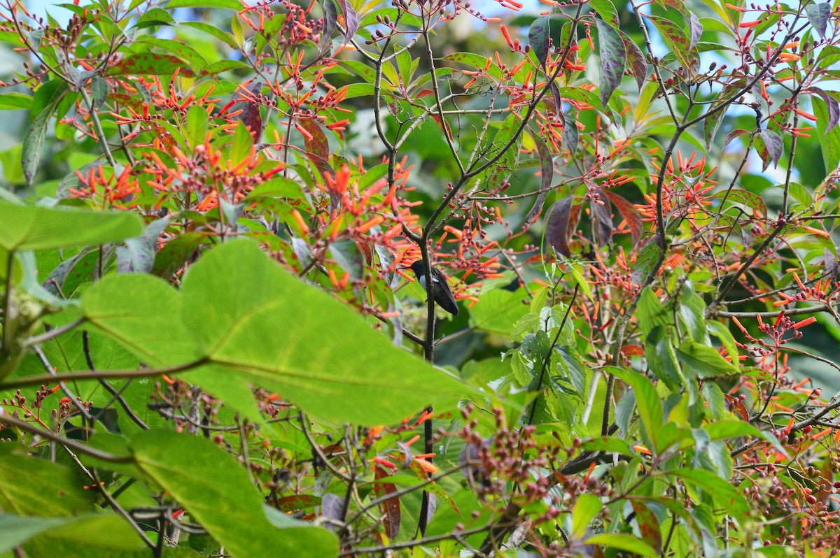 Snowy-bellied Hummingbird - ML647002749