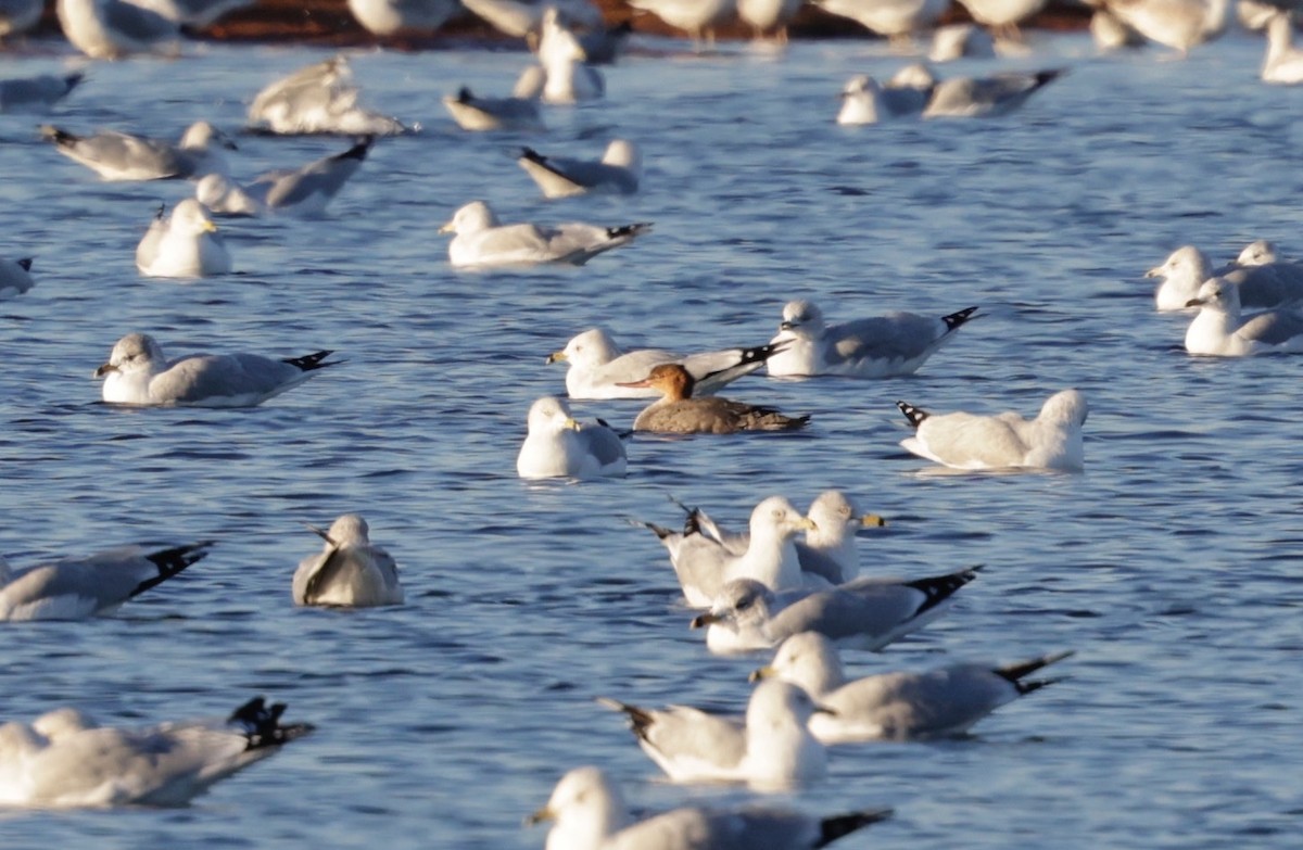 מרגון בינוני - ML647002750