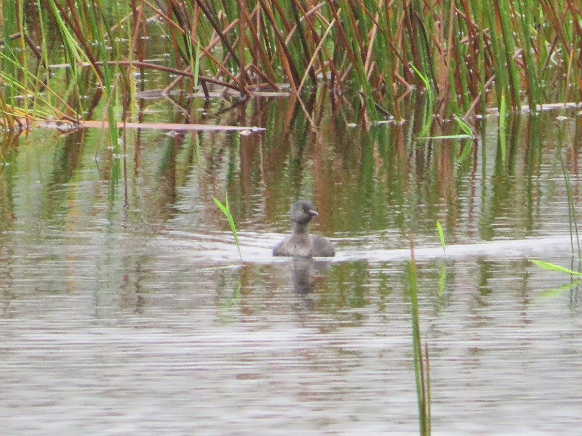 Zampullín Macacito - ML647002751