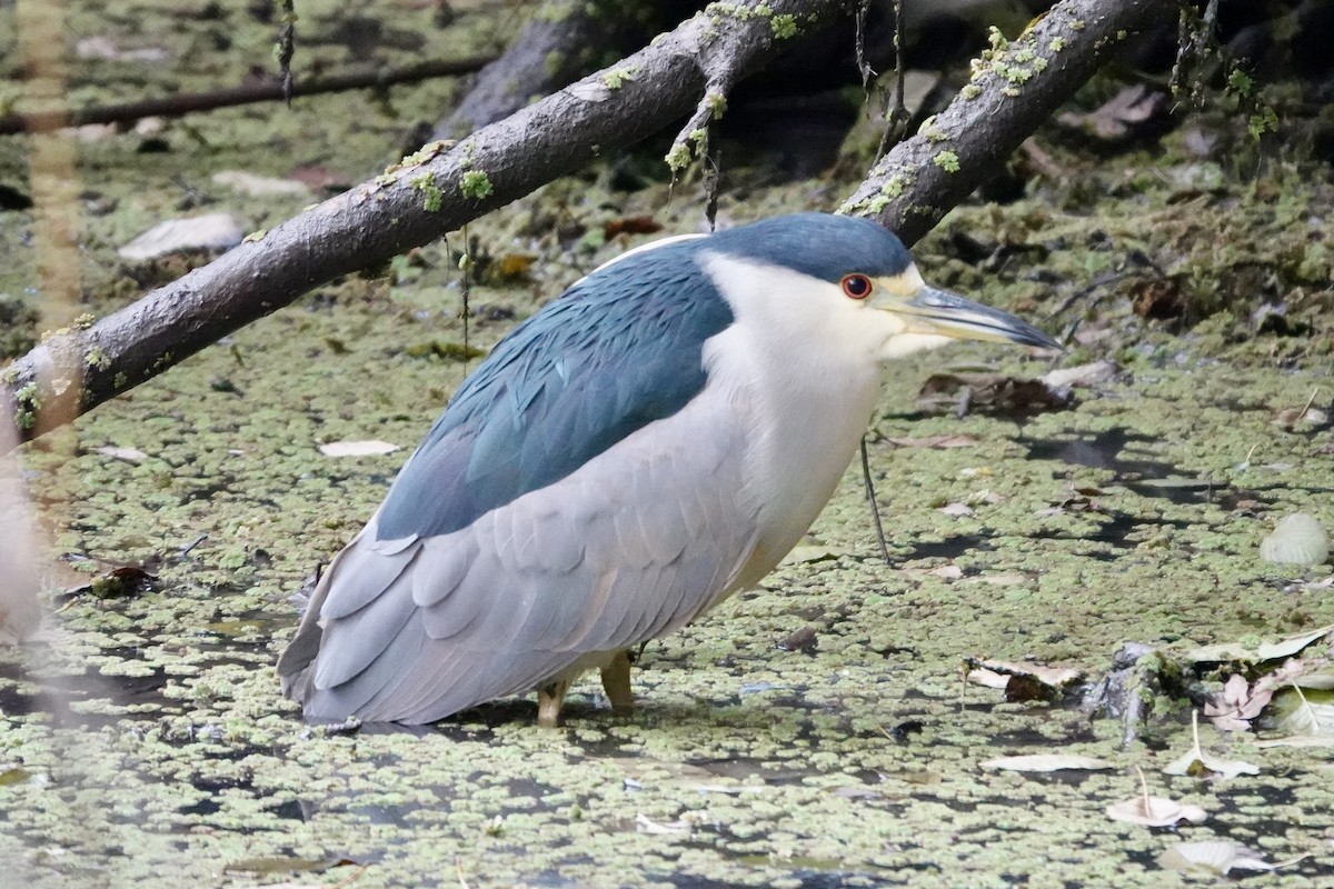 夜鷺 - ML647002752