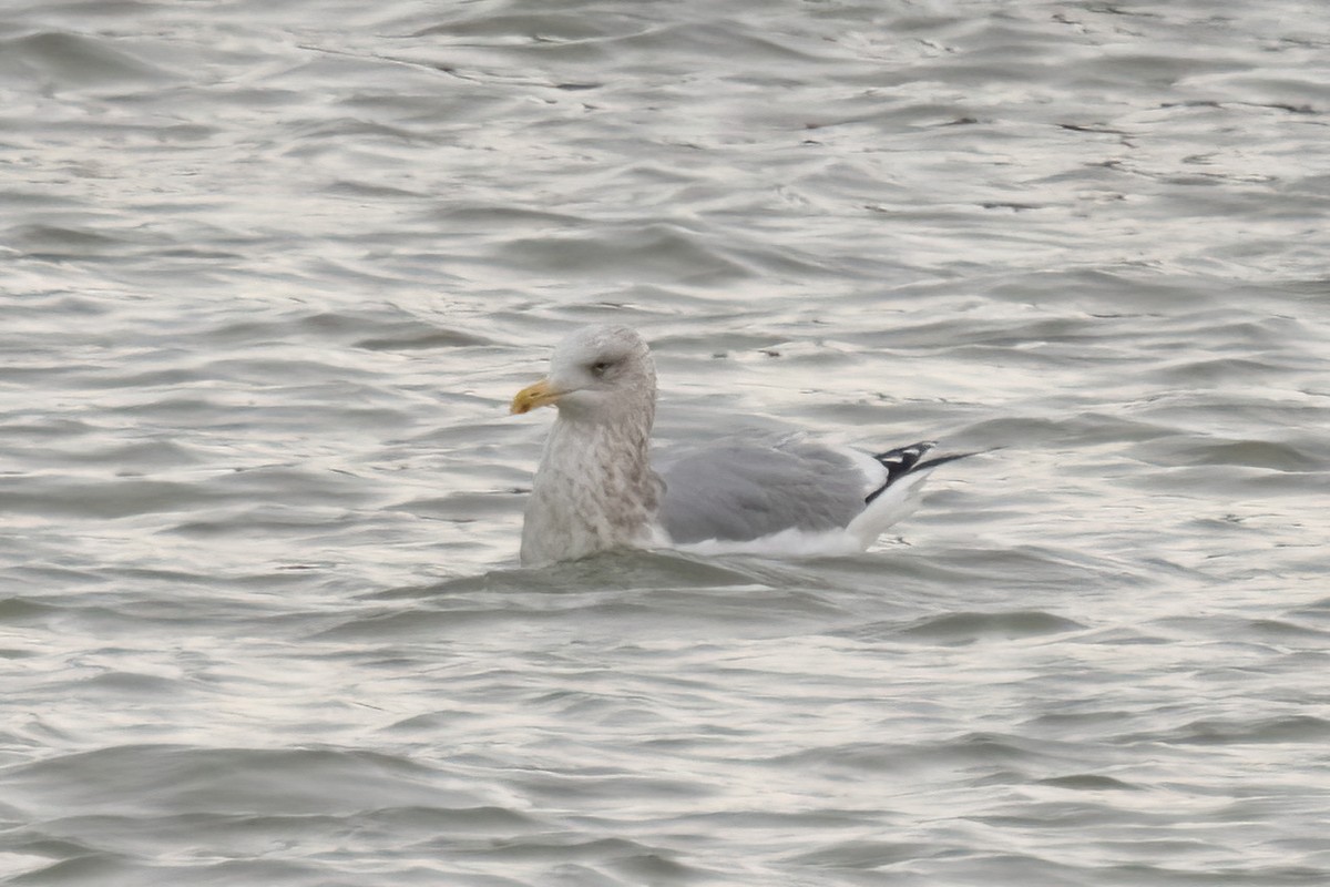 Мартин американський - ML647002753