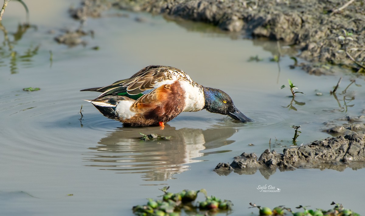 Northern Shoveler - ML647002754