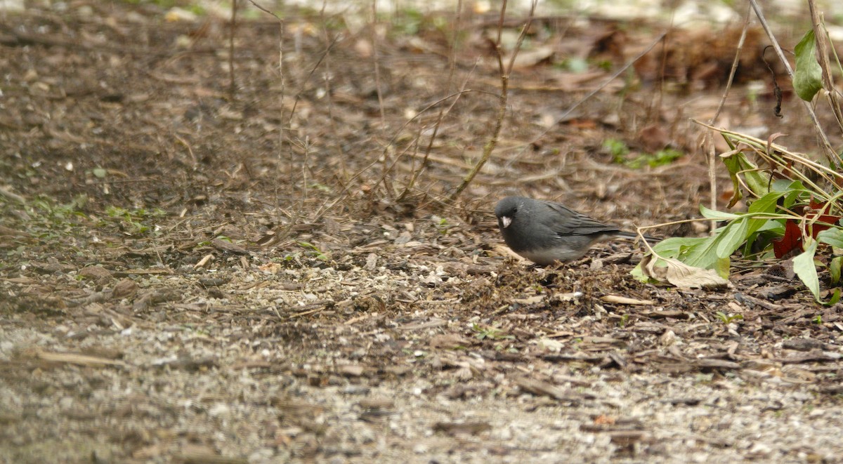 ユキヒメドリ - ML647002756