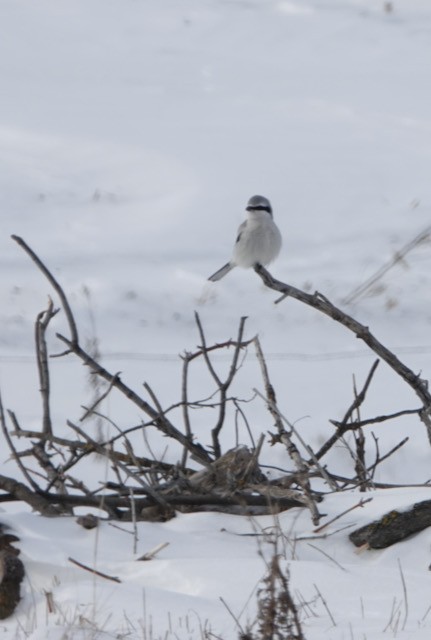 Taigaraubwürger - ML647002758