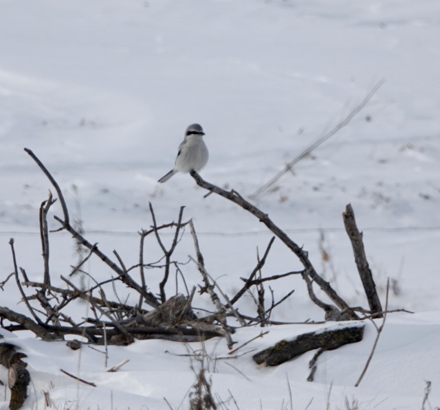 Taigaraubwürger - ML647002759