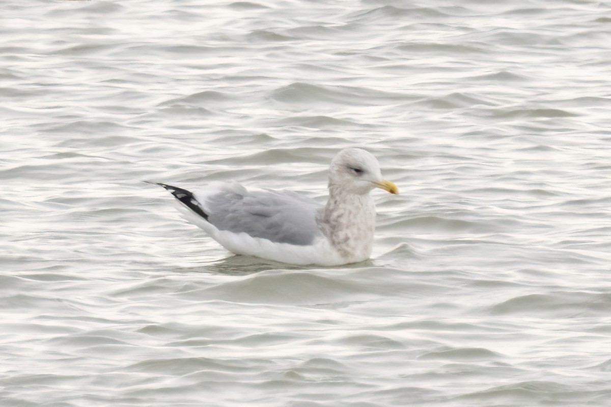 Мартин американський - ML647002761