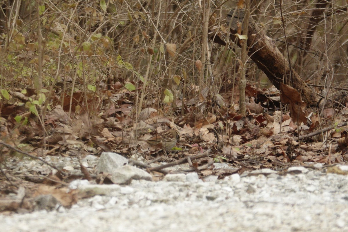 ノドジロシトド - ML647002762