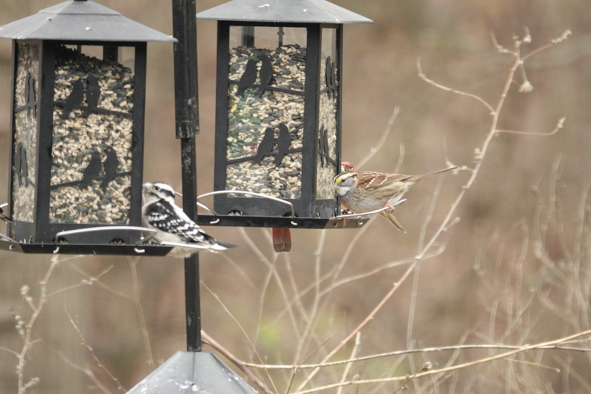 ノドジロシトド - ML647002763