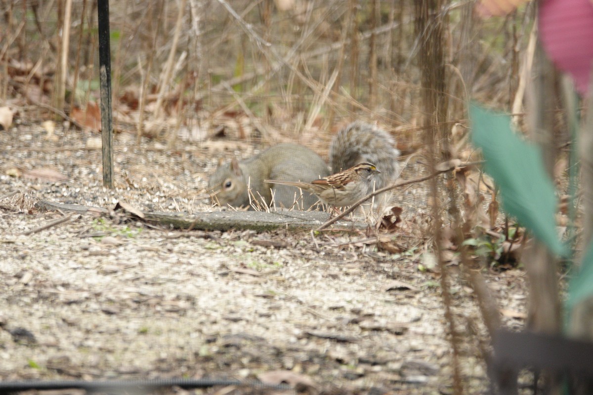 ノドジロシトド - ML647002764