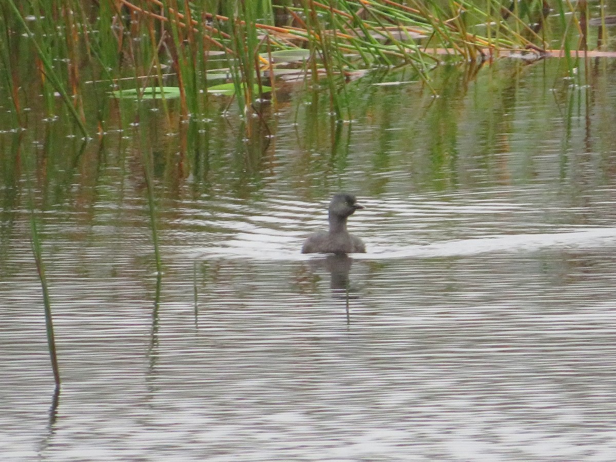 Zampullín Macacito - ML647002766
