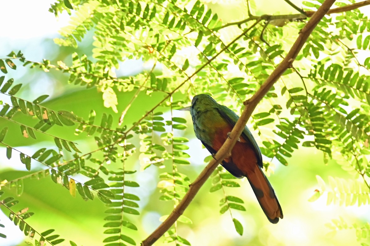 White-chinned Jacamar - ML647002768