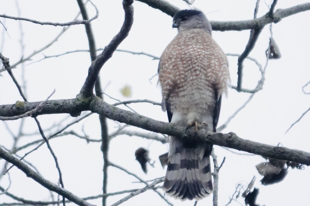 Cooper's Hawk - ML647002772