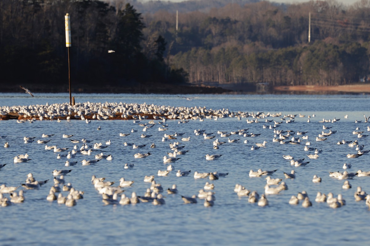 Ring-billed Gull - ML647002773