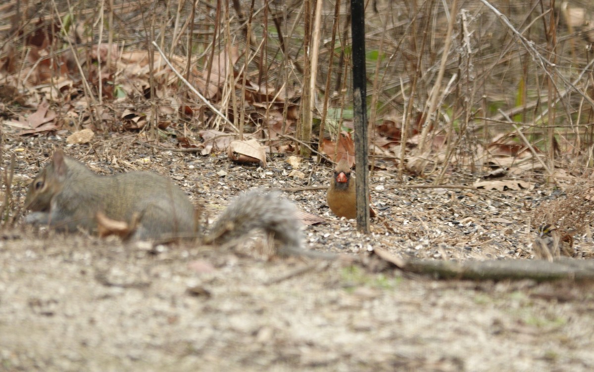 ショウジョウコウカンチョウ - ML647002774
