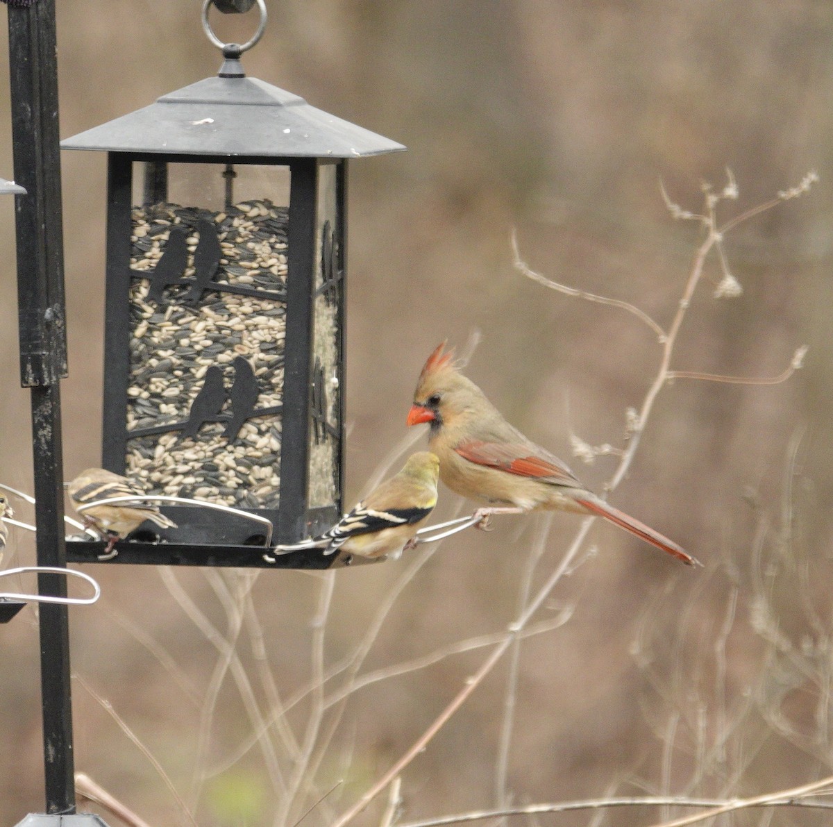 ショウジョウコウカンチョウ - ML647002775