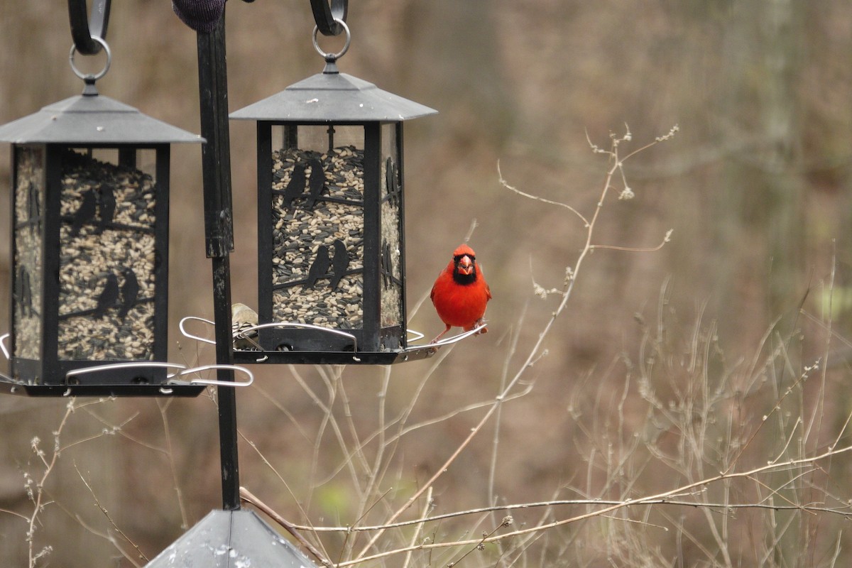 ショウジョウコウカンチョウ - ML647002776