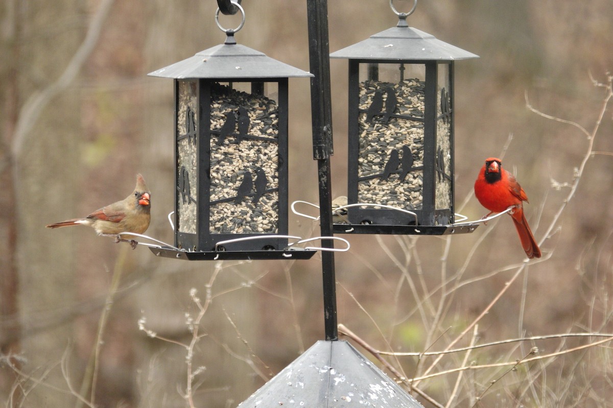 ショウジョウコウカンチョウ - ML647002777