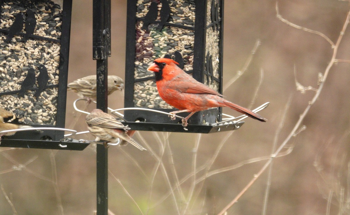 ショウジョウコウカンチョウ - ML647002778