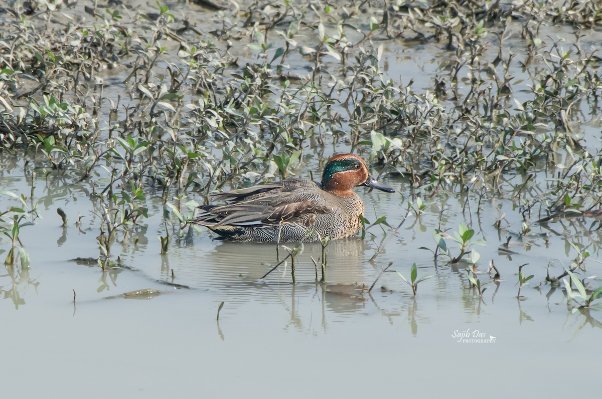 Green-winged Teal - ML647002779