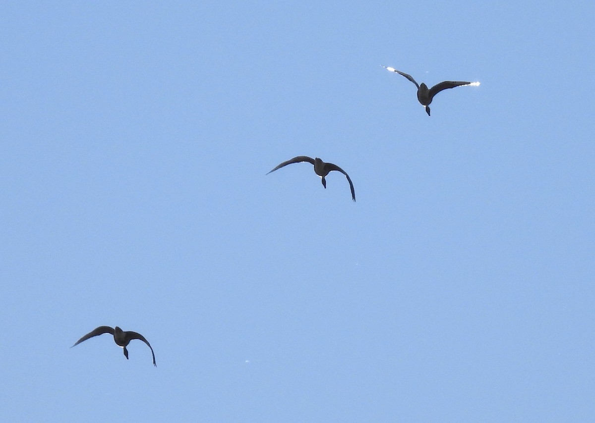 Greater White-fronted Goose - ML647002781