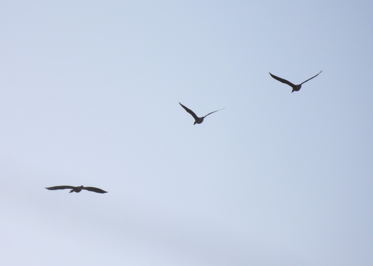 Greater White-fronted Goose - ML647002782