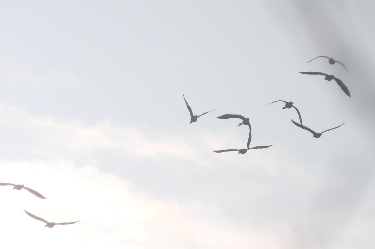 Greater White-fronted Goose - ML647002783