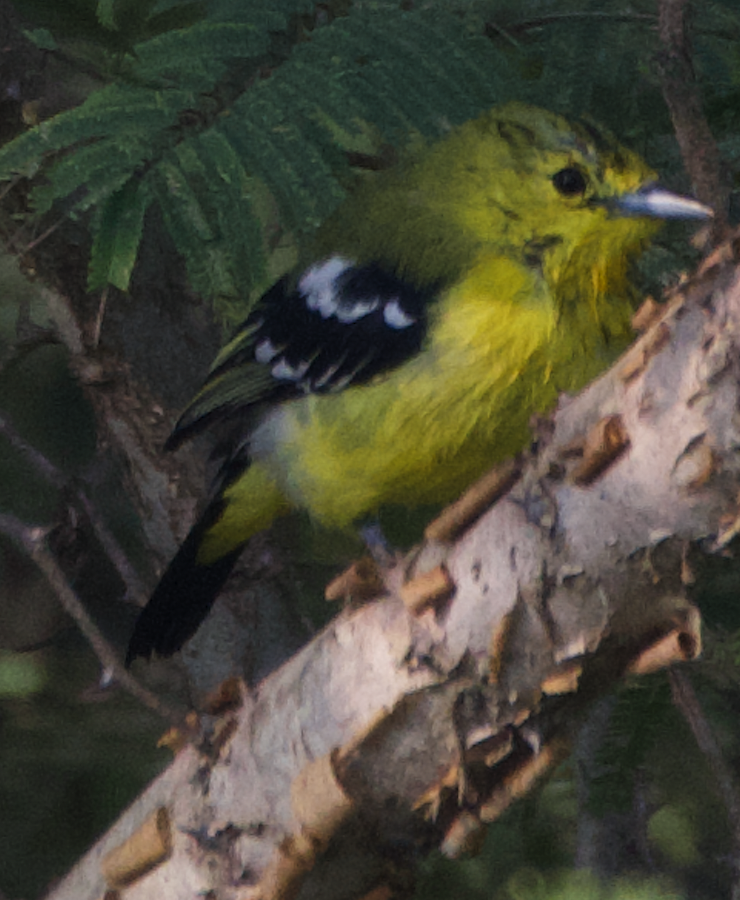 parkløvfugl - ML647002787