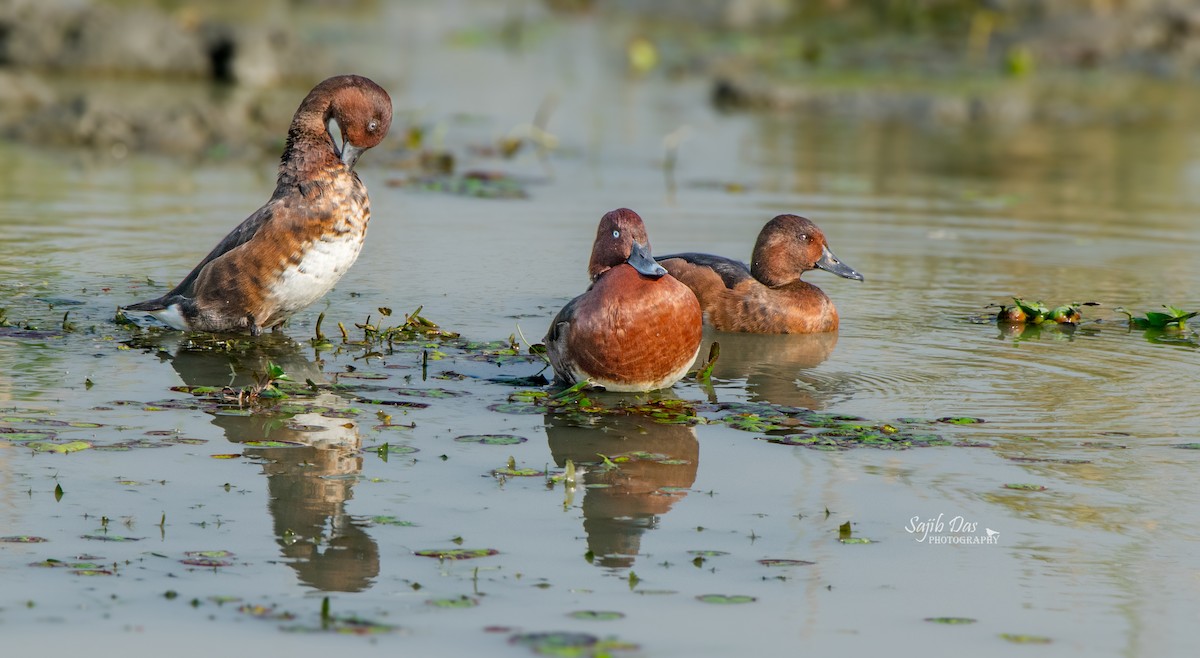Ferruginous Duck - ML647002788
