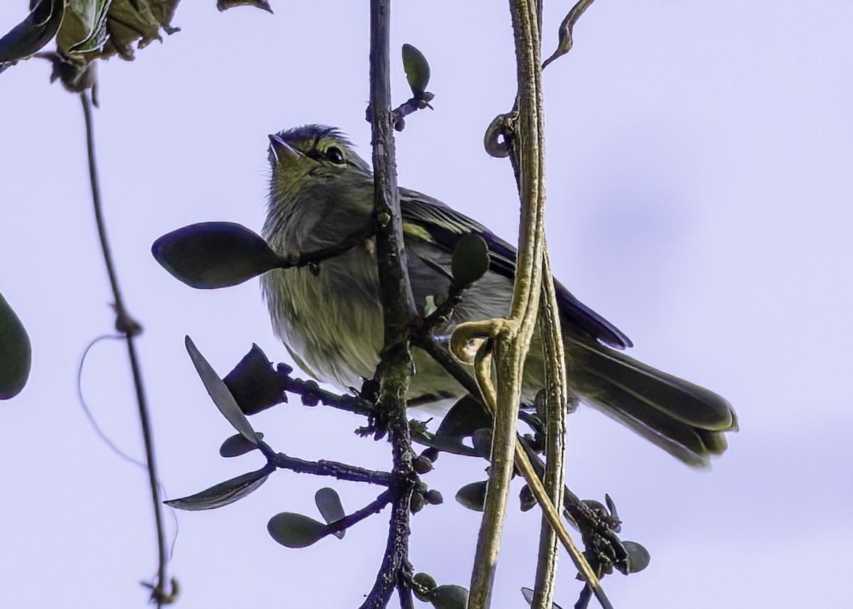 Тиран-малюк жовтощокий - ML647002789