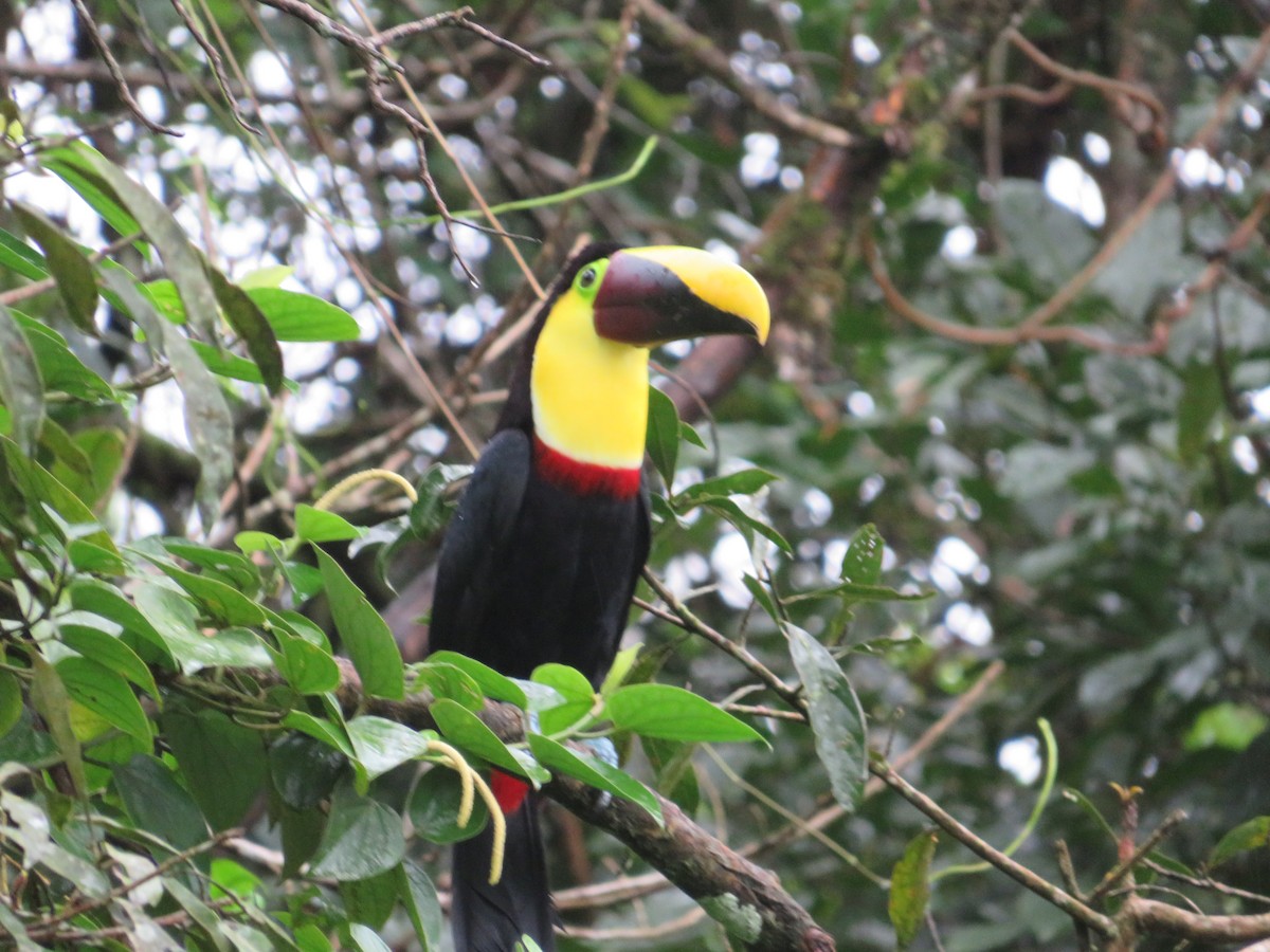 Tucán Pechigualdo - ML647002790