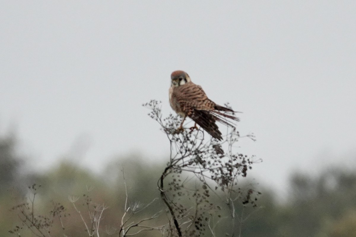 American Kestrel - ML647002792