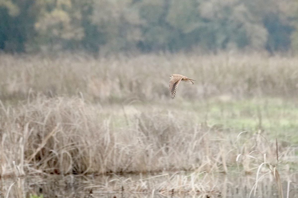 American Kestrel - ML647002793