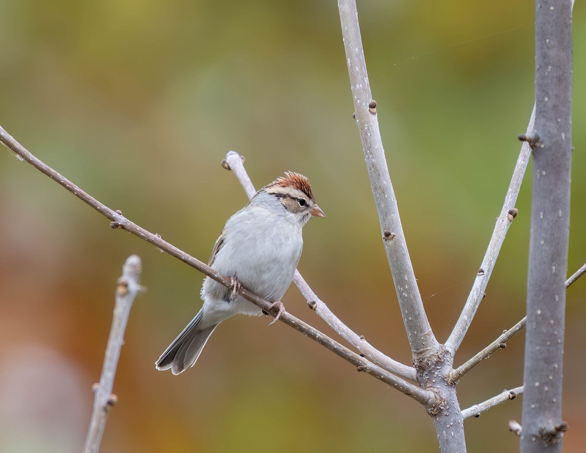 Chingolo Cejiblanco - ML647002794
