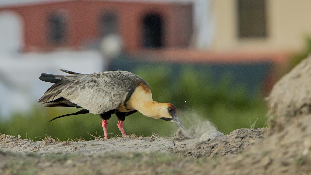 İbikli Sarıca Aynak - ML647002801